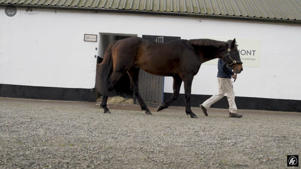 Irish Stallion Trail