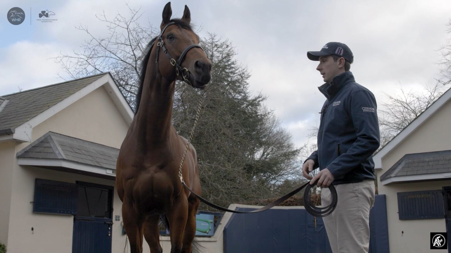 Irish Stallion Trail Brief