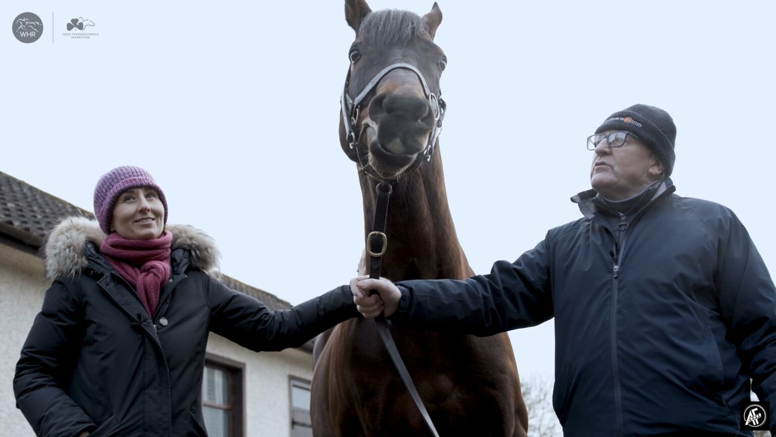 Irish Stallion Trail Film