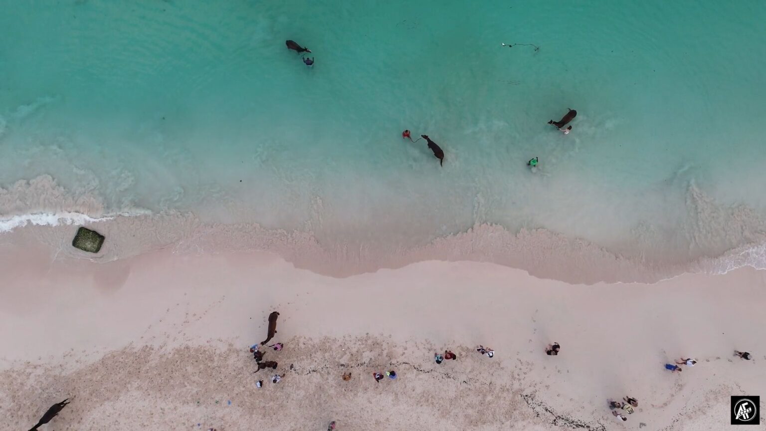 Racing In Barbados